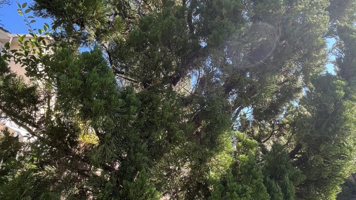 近所が撒いたグリホサートその後（保険会社登場）